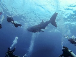 Scuba diving in Koh Tao, Thailand with a whale shark.jpg